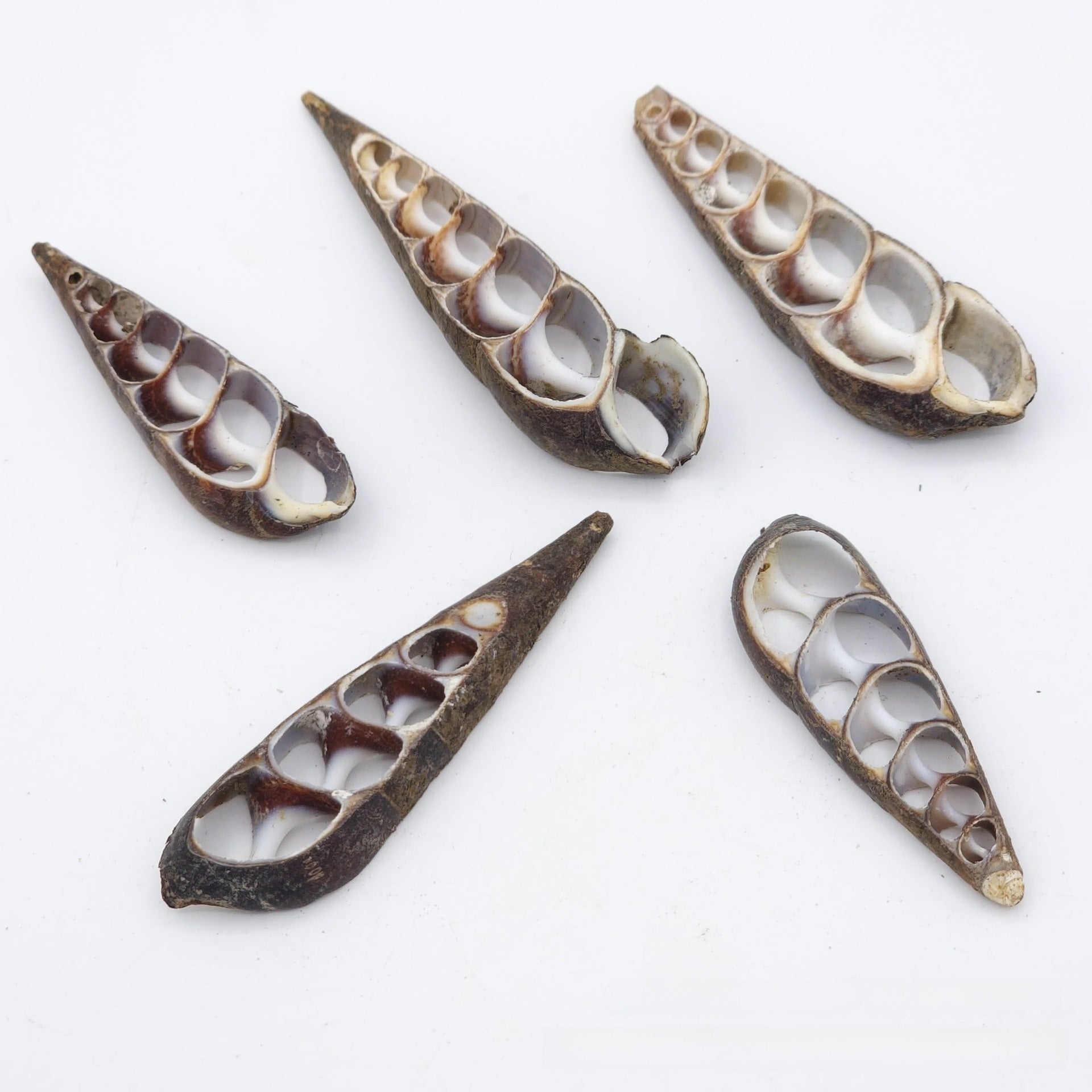 Natural Dyed Black Shell Jewelry Accessory Featuring Handmade Cutting Craft